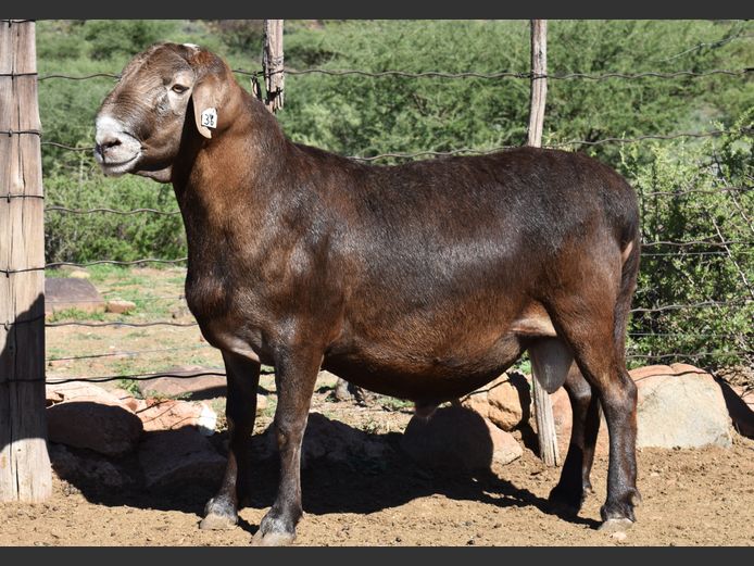 Lot 36 | 33STE KALAHARI KAROO MEATMASTER PRODUKSIEVEILING | SwiftVEE ...