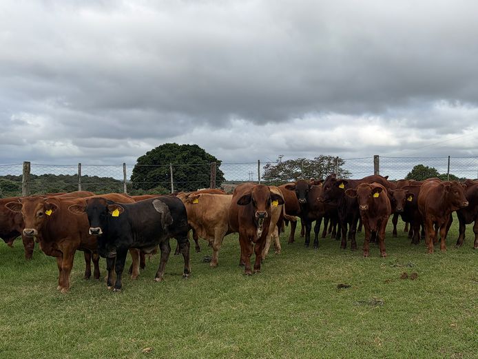 Outspan Beef