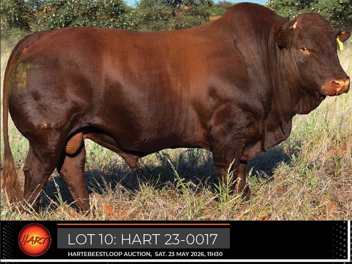 HART230017HH(c) | HARTEBEESTLOOP BONSMARA