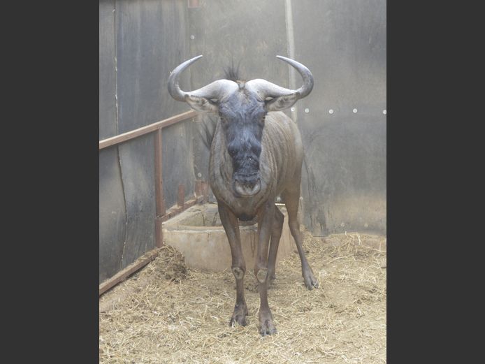 Blouwildebees | Mhara Game Lodge