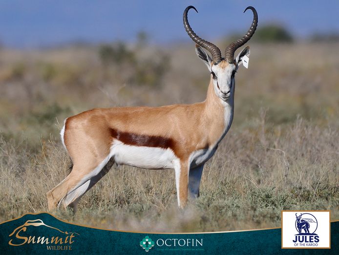 21" SPRINGBOK RAM