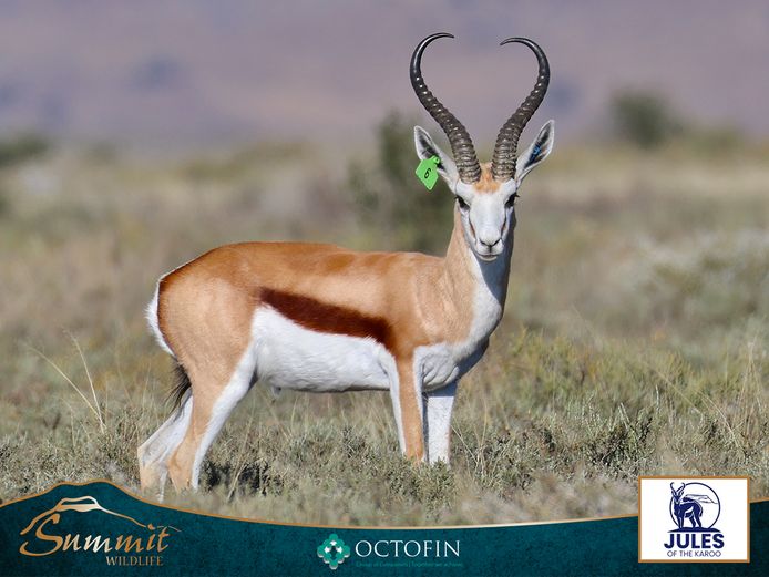 19 1/8" SPRINGBOK RAM