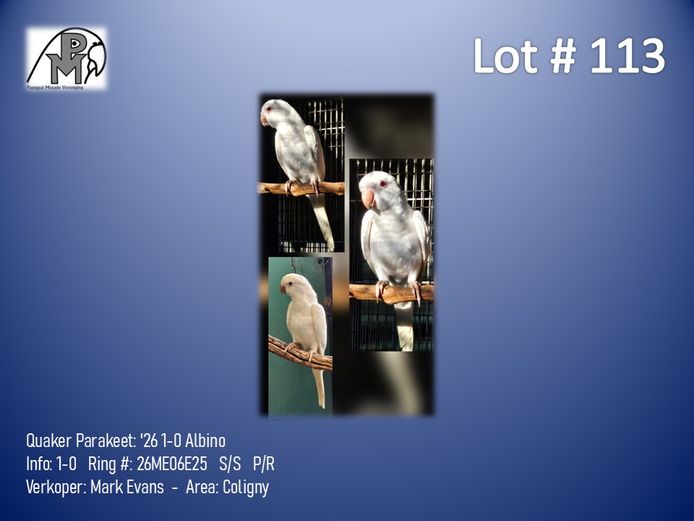 1-0 '26 Quaker Parakeet: Albino - Mark Evans