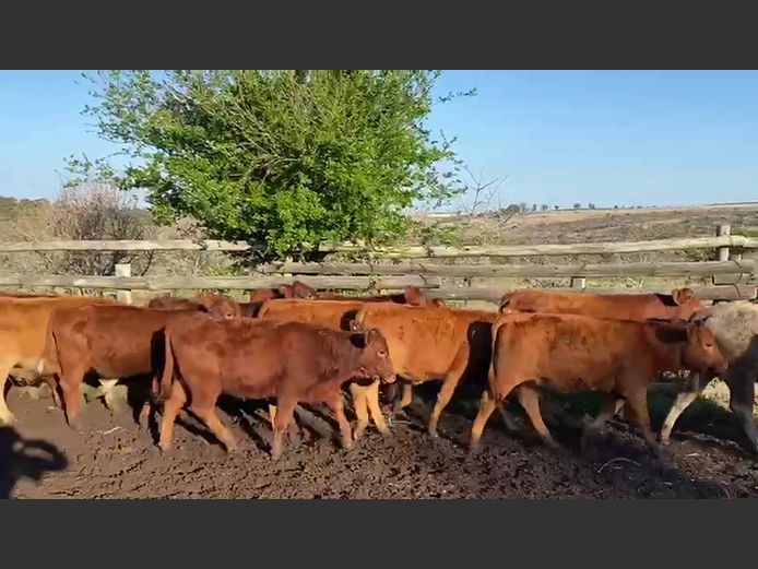 Weaners | Bailey Farming