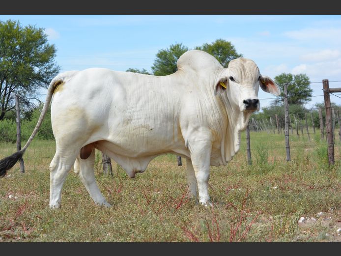 22-0237FK | WANETTA BRAHMANE