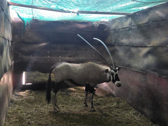GEWONE GEMSBOK | AL BADENHORST
