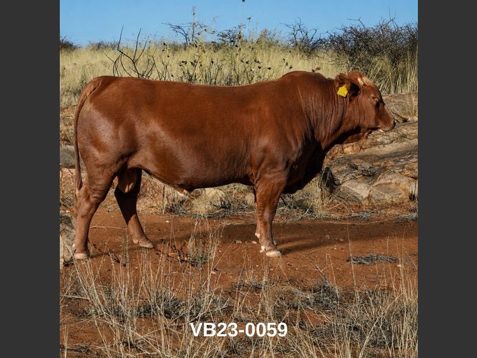 23-0059VB | VLEISBLOK BEEFMASTERS