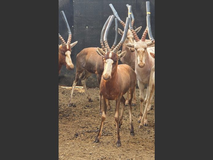 BLESBOK | D CILLIERS