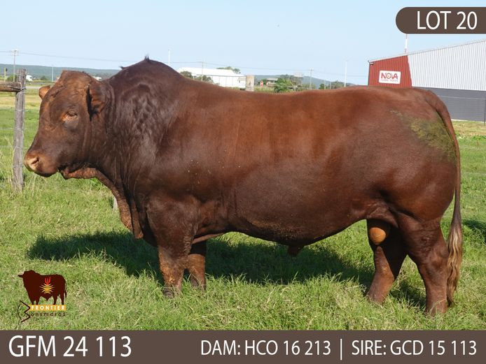 GFM 240113 | MEYER BONSMARAS