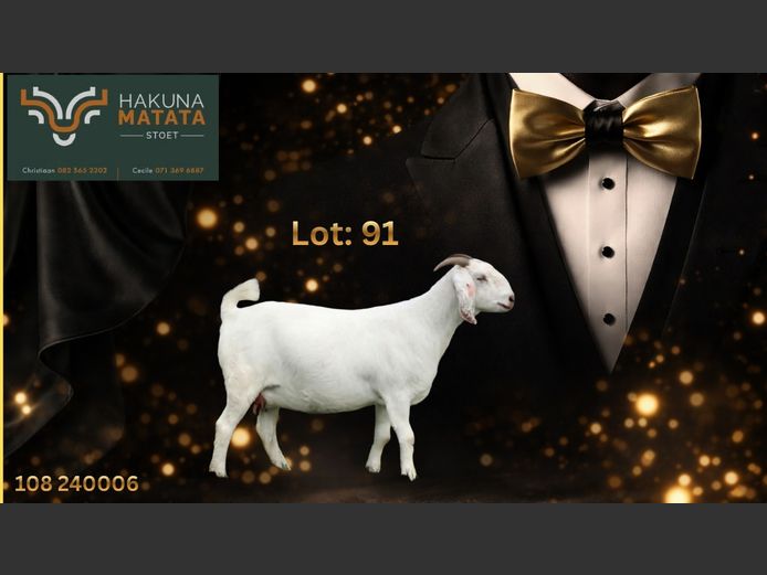 108240006 | Hakuna Matata Savanna stoet