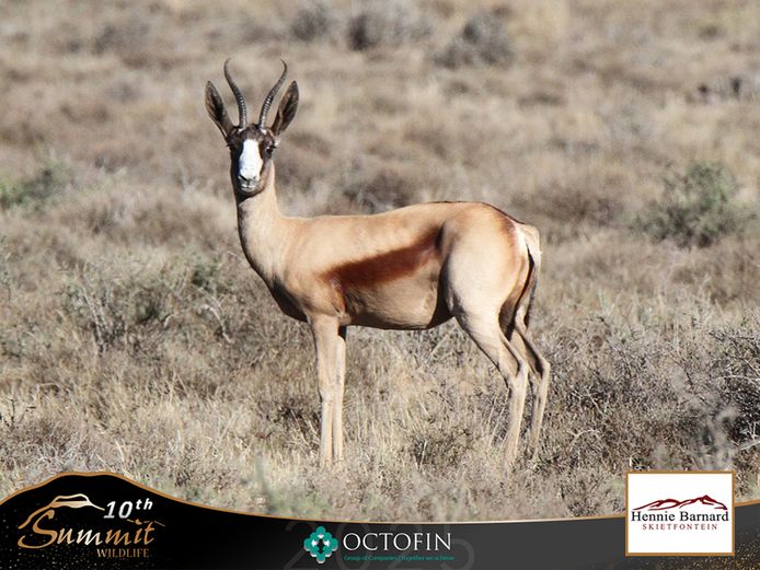 Copper Springbok Ewes	