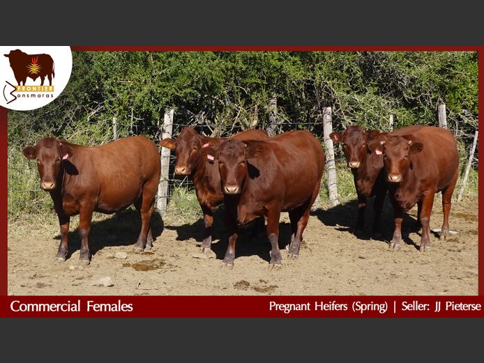 Commercial Animals | J J Pieterse