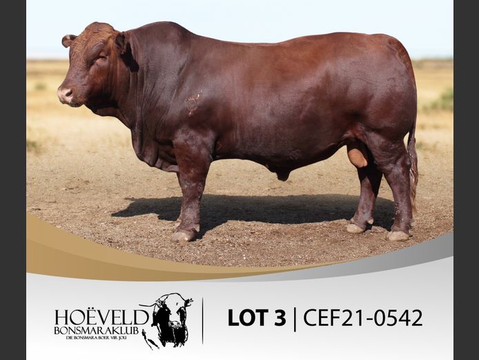 Vroulike Diere | Koos Dafel / Dafel Boerdery