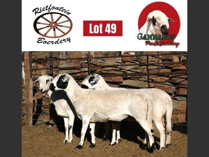 RFB24-041 | Rietfontein Boerdery