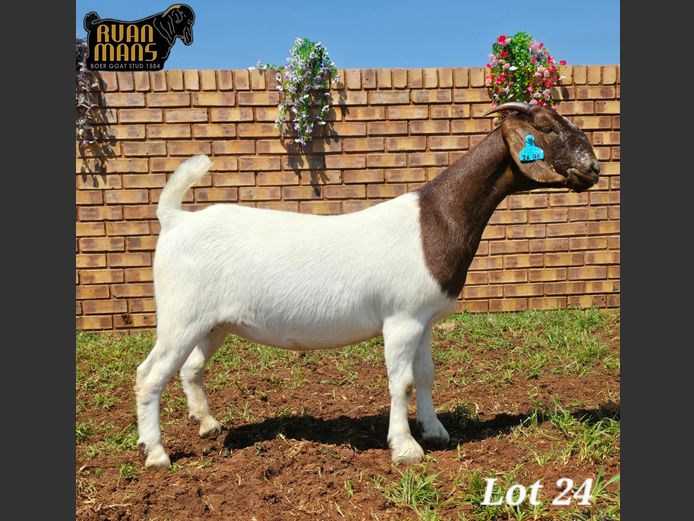 1584 24-98 | Ruan Mans Boer Goat Stud