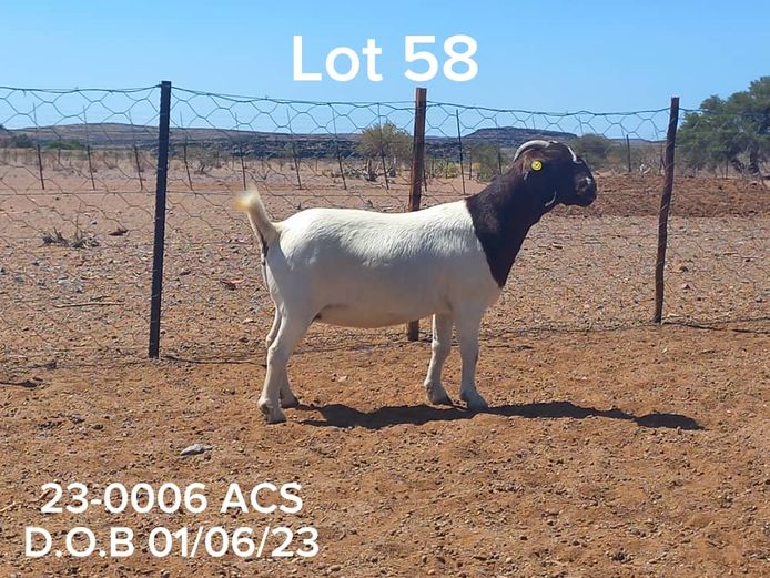 23-0006 ACS | ACS BOER GOATS