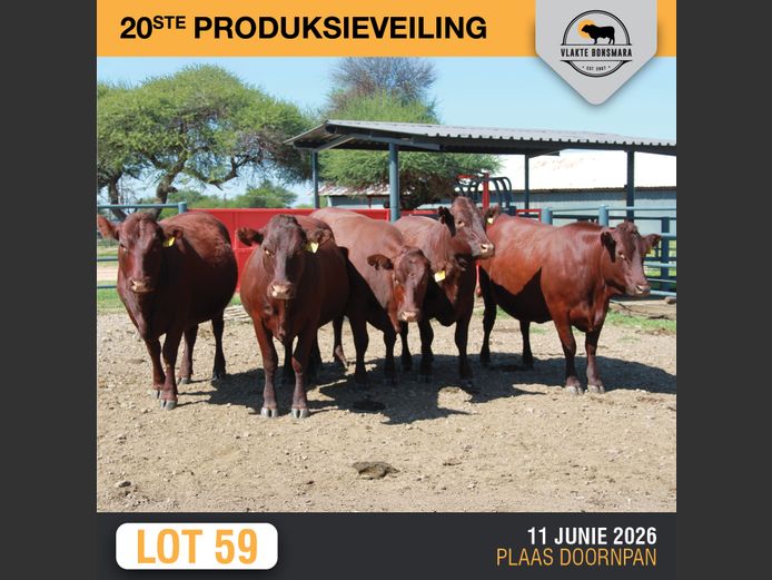 Commercial Animals | SOMERHOEK BONSMARAS