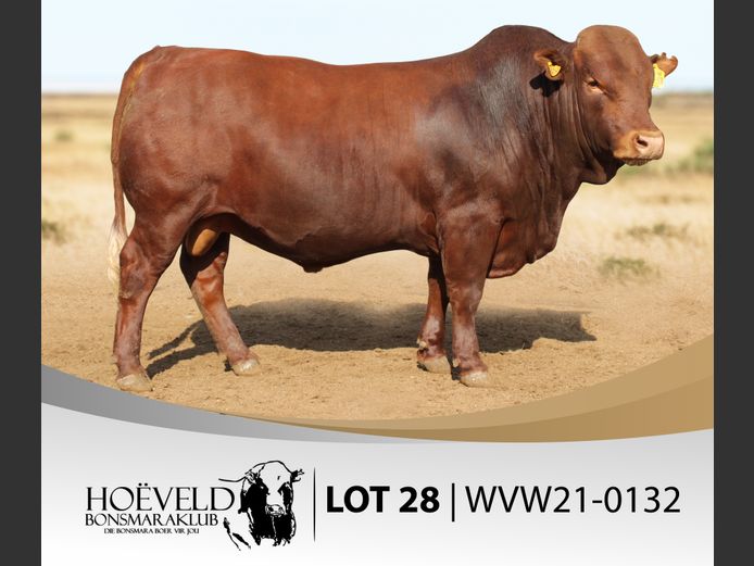 Vroulike Diere | Chris Oosthuizen / W+C Beefmasters