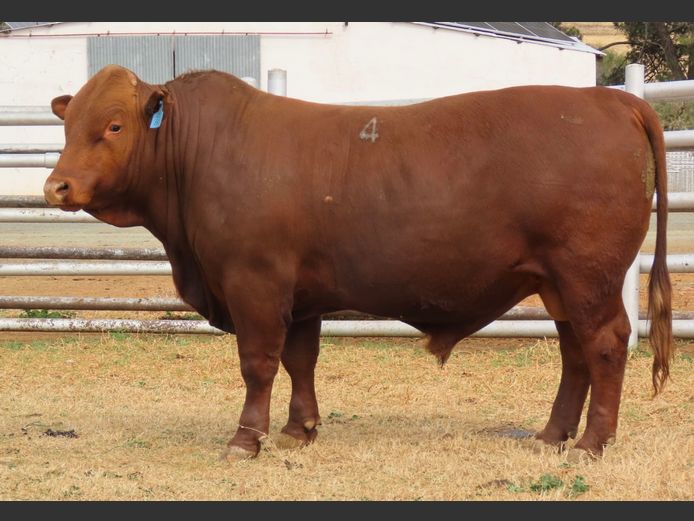 WDS 230036 | SWAERSHOEK BONSMARAS