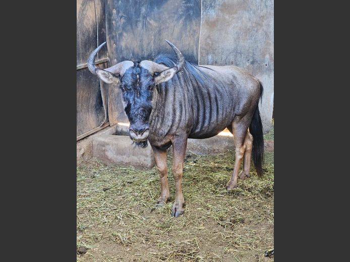BLUE WILDEBEEST | ZEBULA