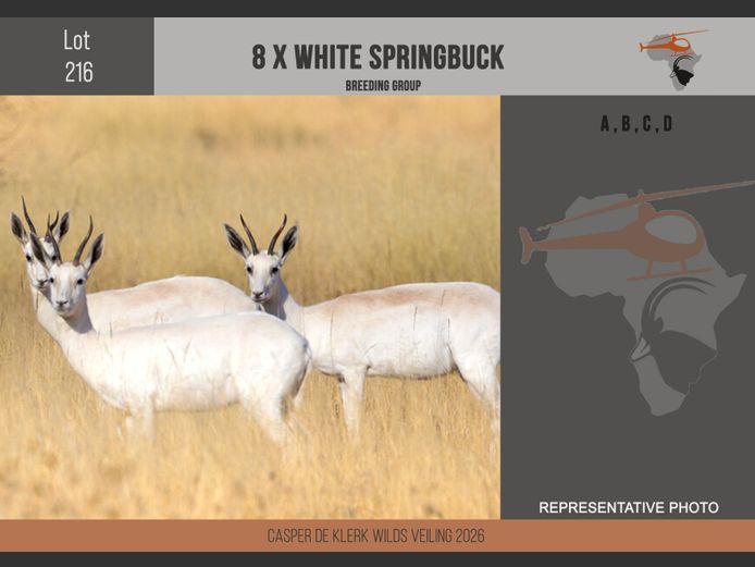 White Springbuck