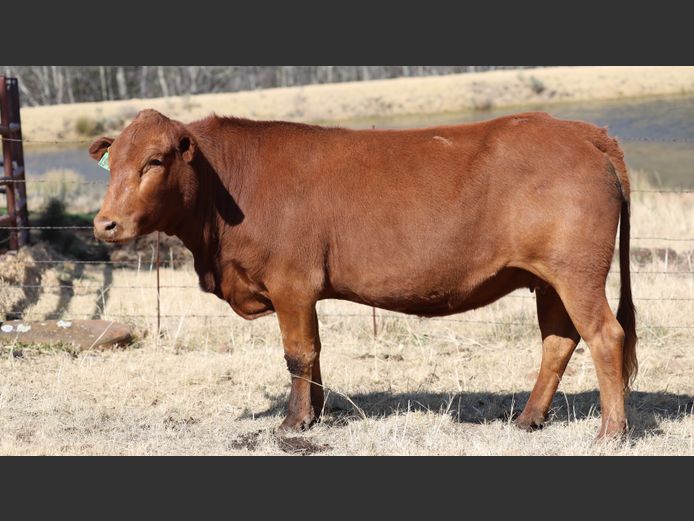 HBH 190079 | CLARK CATTLE COMPANY PTY LTD