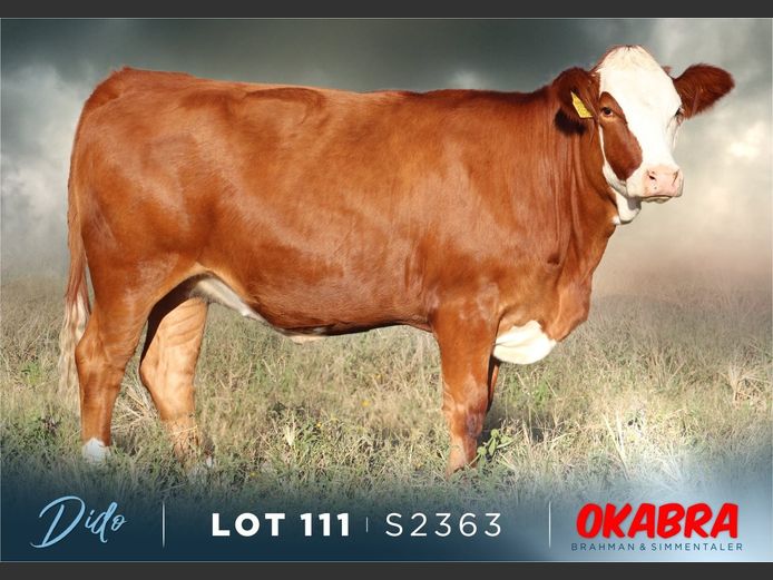S2363 | OKASIM SIMMENTALERS