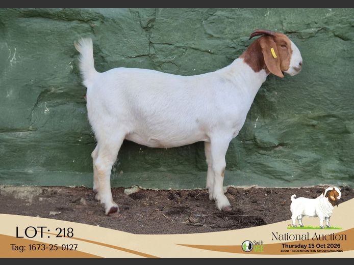 1673-25-0127 | Tekoa Stoet
