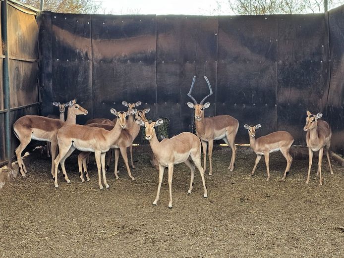 IMPALA | SKUINSHOEK