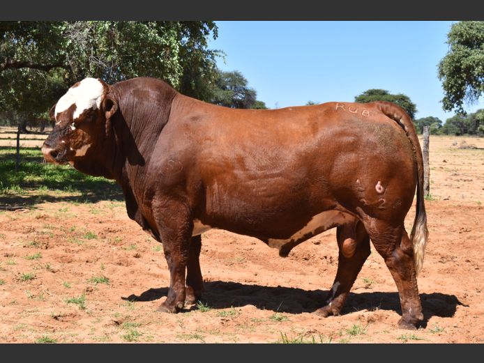 RUB2216 | RUMBA SIMBRA