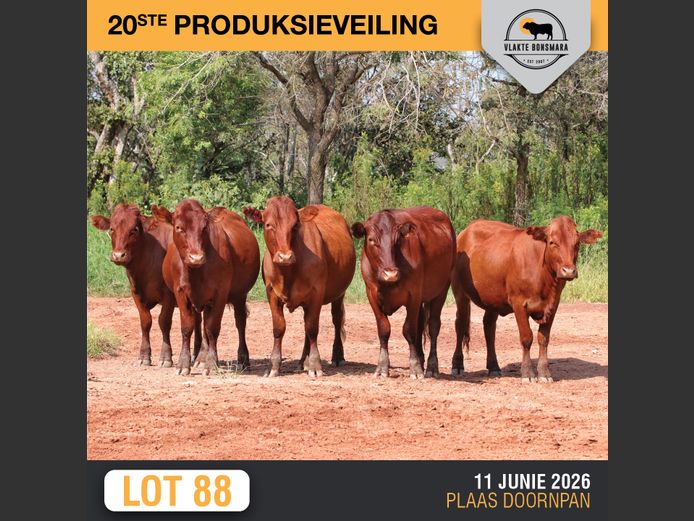 Commercial Animals | THABA KWENA BONSMARAS