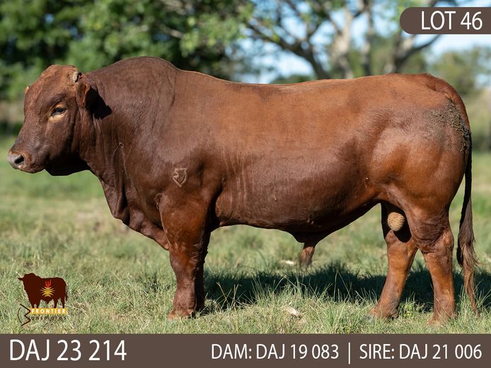 DAJ 230214 | J.D. STIRK