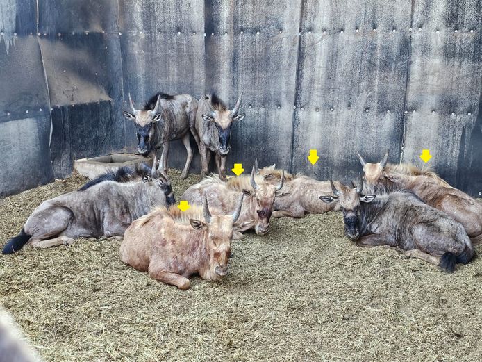 GOUE WILDEBEEST | UNICO PROJECTS