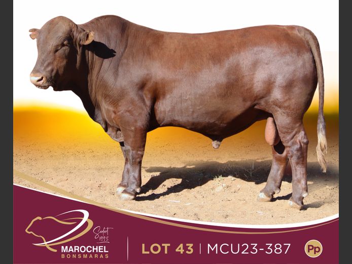 MCU 230387