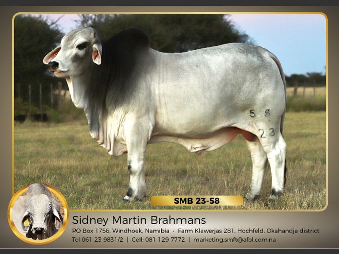 22-0058SMB | SIDNEY MARTIN BRAHMANS