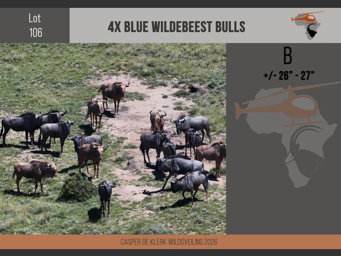 Blue Wildebeest (+- 26" - 27")