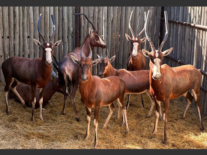 Blesbokke