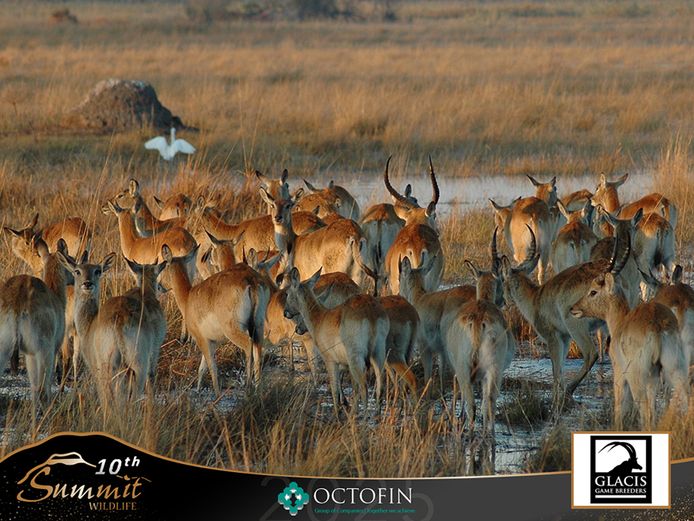 Lechwe Mixed Group
