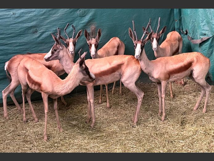 Koper Springbok Ooie