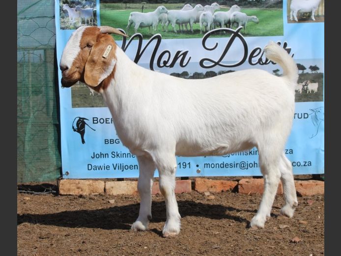 Ewes | Mon Desir Boergoats