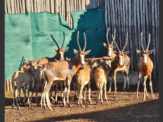 BLESBUCK | ZONNEBLOEM BDRY