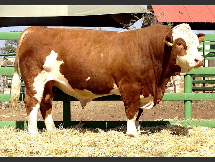 GV22237 | VOIGTLAND SIMMENTALER