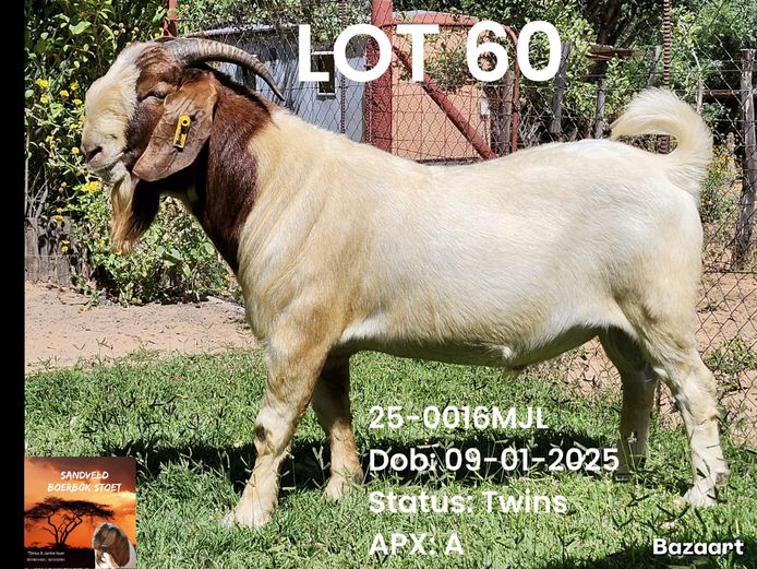 25-0016MJL | Sandveld Boerbok Stud