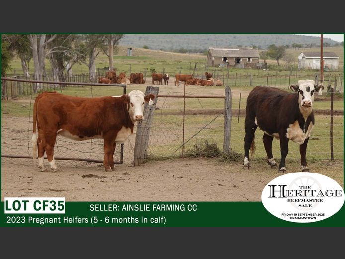 Commercial Animals | Ainslie Farming CC