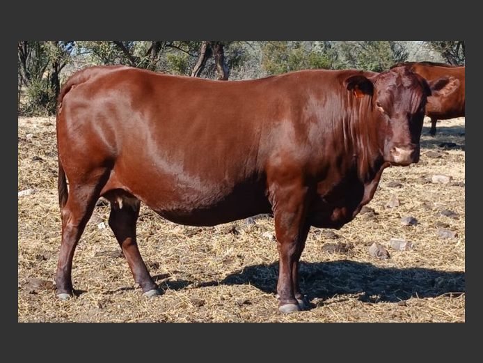 AB 170137 | CCR BEEF (PTY) LTD