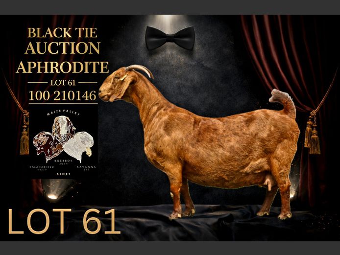 100210146 | Maize Valley Kalahari red stoet 