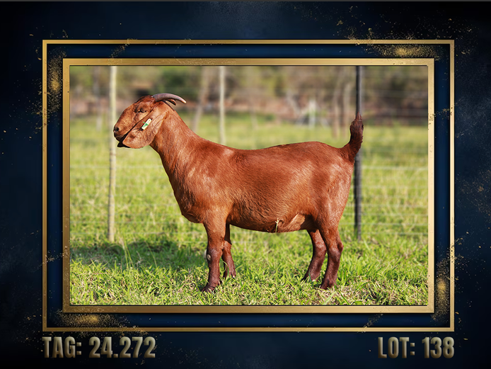 157240272 | CMLW Kalahari red stoet