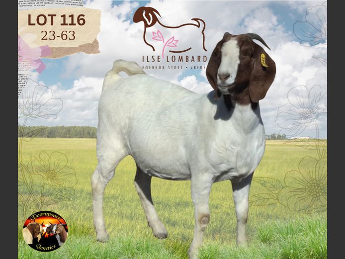 230063 | ILSE LOMBARD