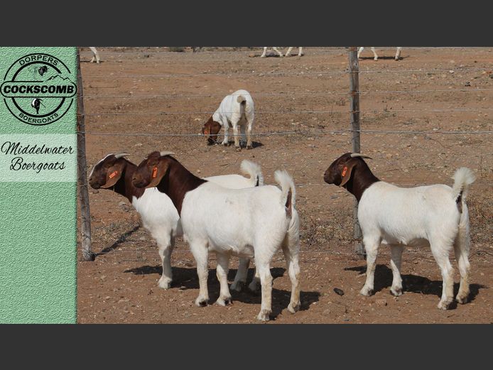 24-161 / 24-328 / 24-228 | Middelwater Boergoats