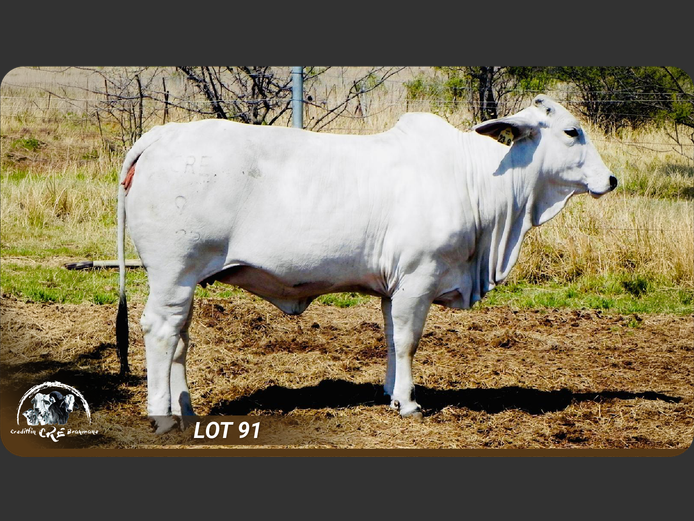Commercial Animals | CRE BRAHMANE